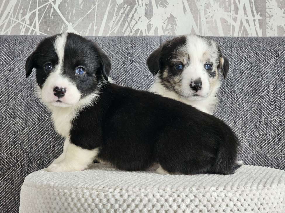 Собаки в Санкт-Петербурге: Вельш-корги-кардиган сука Девочка, Бесплатно - фото 4