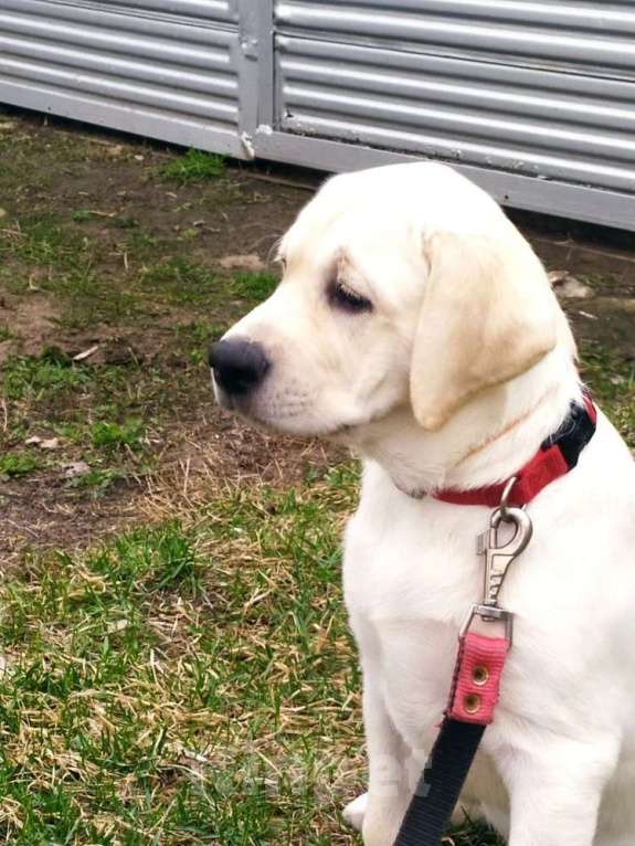 Собаки в других городах Ульяновской области: В поиске самых лучших родителей Девочка, 80 000 руб. - фото 4