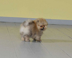 Собаки в Подольске: Шпиц щенок оранж Мальчик, Бесплатно - фото 6