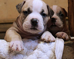 Собаки в Москве: Американский булли. Мальчики и девочки Разнополые, 70 000 руб. - фото 1