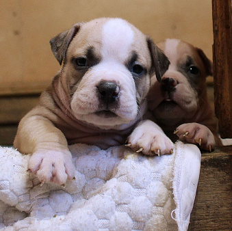 Американский булли. Мальчики и девочки