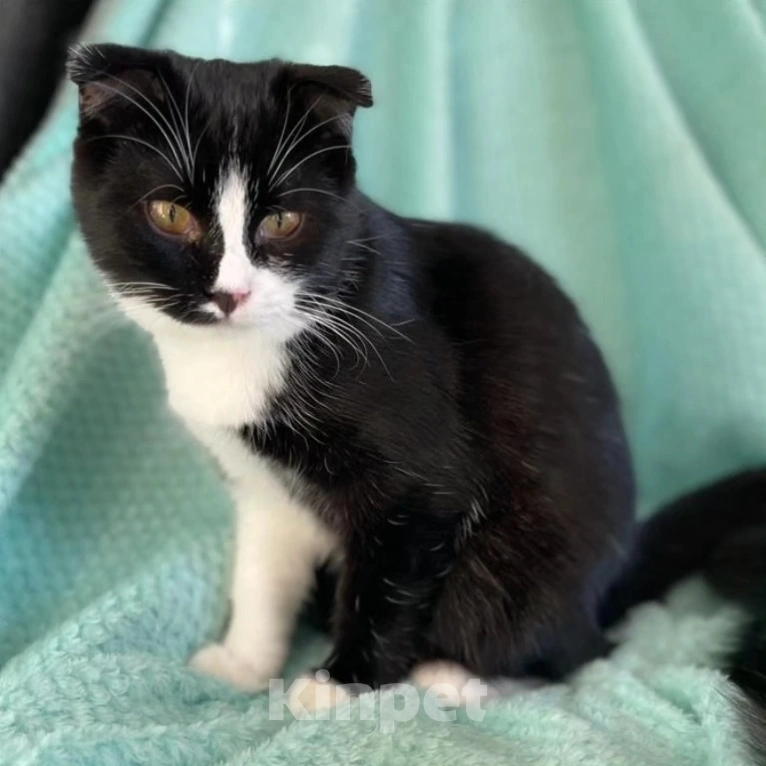 Кошки в Москве: Ласковый котенок Бантик Мальчик, Бесплатно - фото 2
