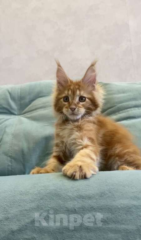 Кошки в Иркутске: Котенок мейн-кун. Мальчик, 35 000 руб. - фото 1