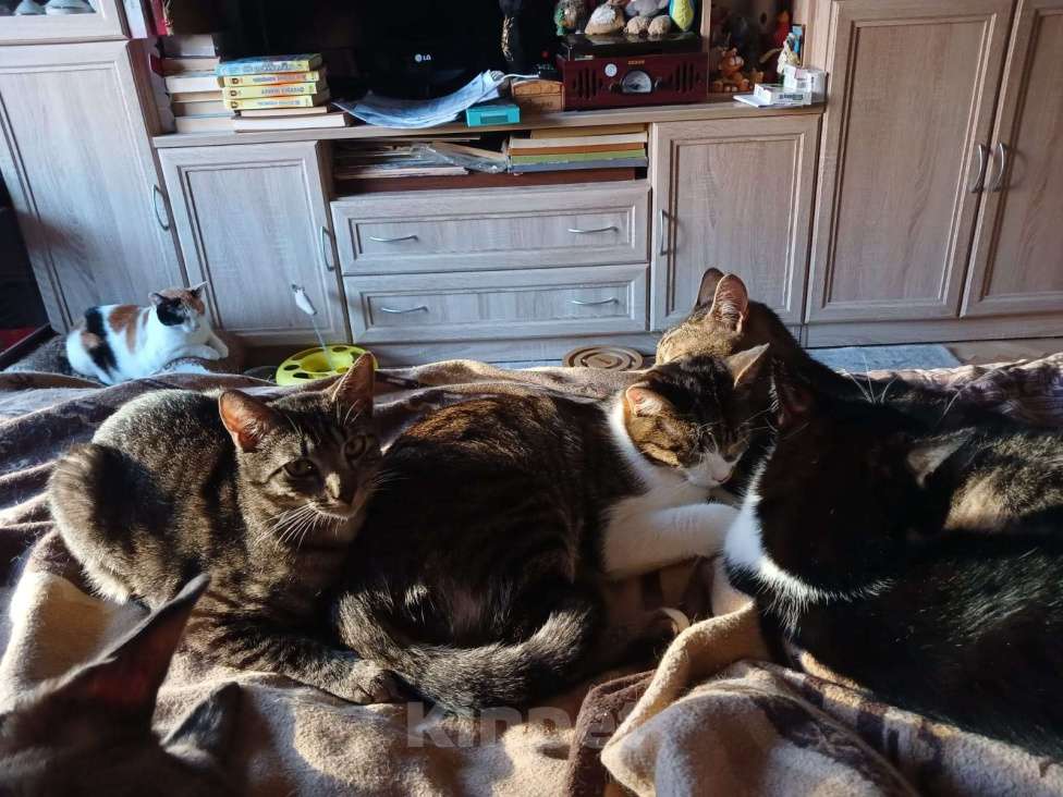 Кошки в Санкт-Петербурге: Ищет дом умный, спокойный кот-философ Мальчик, Бесплатно - фото 8