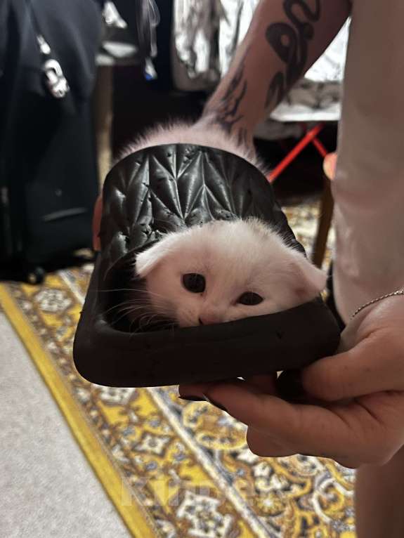 Кошки в Симферополе: Красавчики вислоушки Девочка, 6 000 руб. - фото 3