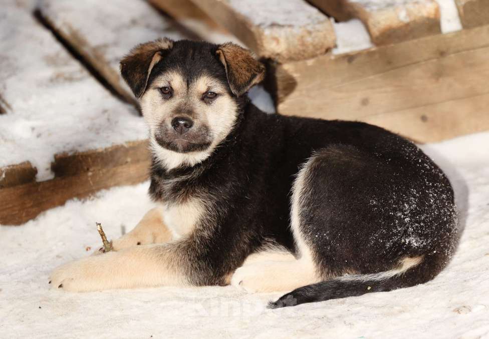 Собаки в Звенигороде: Черника ищет дом Девочка, Бесплатно - фото 5