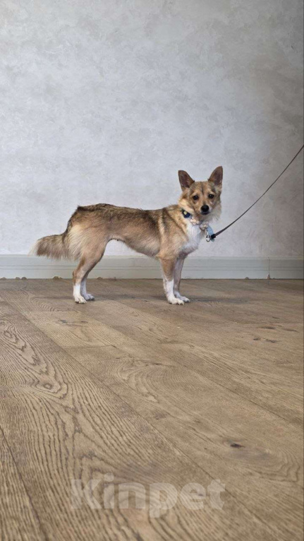 Собаки в Москве: Лисичка Соня Девочка, Бесплатно - фото 4