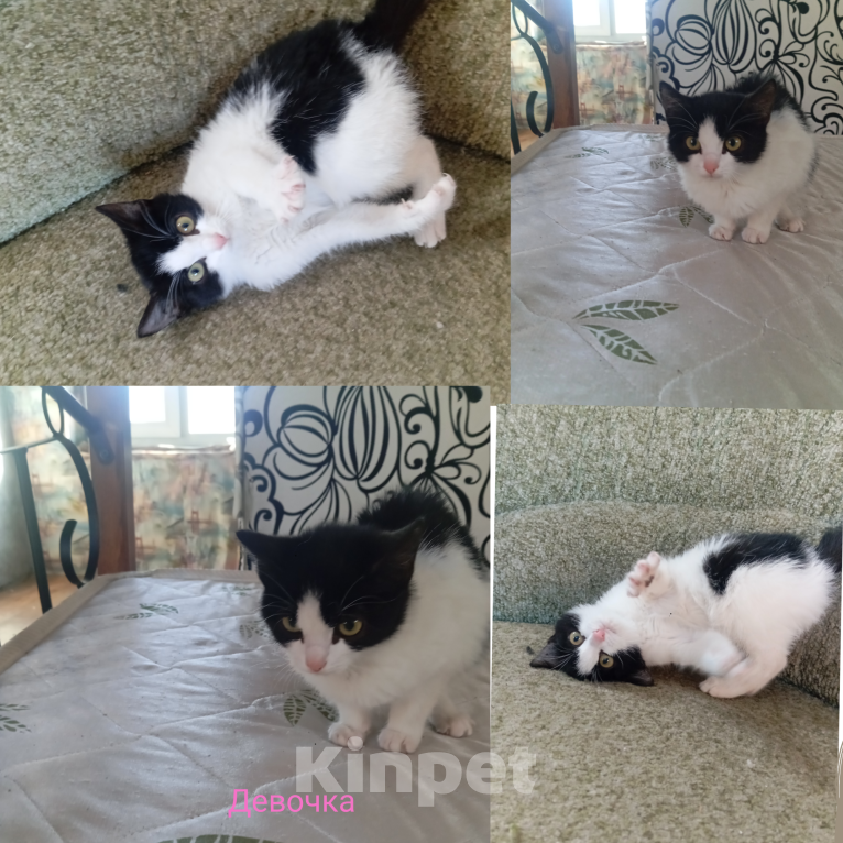 Кошки в Улане-Удэ: Котята в добрые руки Разнополые, Бесплатно - фото 1