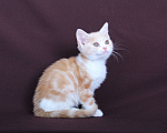 Кошки в Санкт-Петербурге: Продажа американских короткошерстных котят Мальчик, 60 000 руб. - фото 6