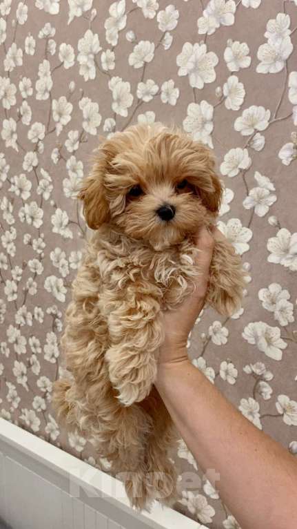 Собаки в Москве: Мальтипу мальчик 3 месяца  Мальчик, 150 000 руб. - фото 1