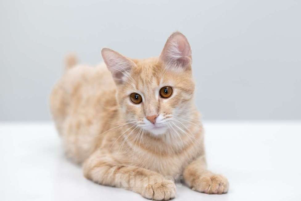 Кошки в Москве: Гога Мальчик, Бесплатно - фото 4