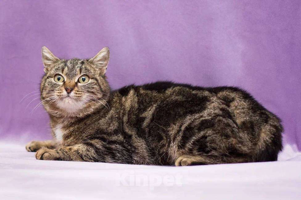 Кошки в Москве: Леопарда ищет дом Девочка, Бесплатно - фото 3