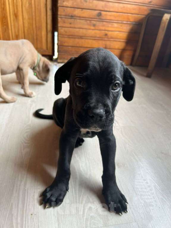 Собаки в других городах Московской области: Продажа малышей Мальчик, 35 000 руб. - фото 1