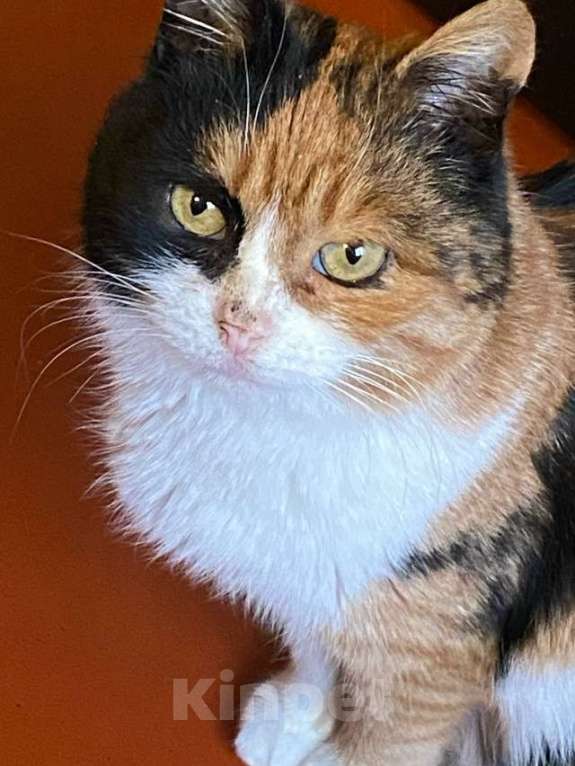 Кошки в Нижнем Новгороде: Я потерялась!!! Девочка, 2 000 руб. - фото 1