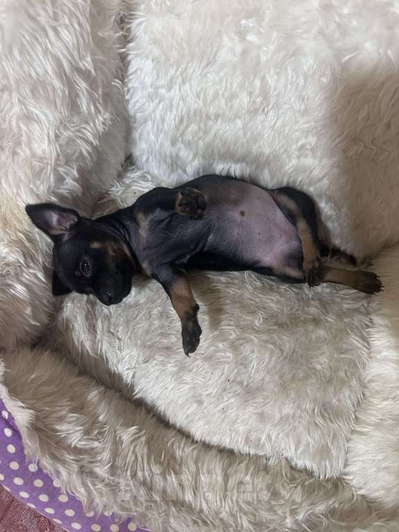 Собаки в Армавире: Мини тойчик Девочка, 12 000 руб. - фото 3