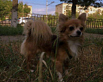 Собаки в Волгограде: Вязка, 1 500 руб. - фото 2