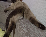 Кошки в Кстово: Кот. Вязка., 1 000 руб. - фото 1