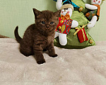 Кошки в Ливны: Шотландские котята, 15 000 руб. - фото 8