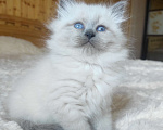 Кошки в Лермонтове: Котята няшки Мальчик, 20 000 руб. - фото 5