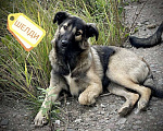 Собаки в Москве: Щенки коротколапики в дар, Бесплатно - фото 4