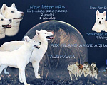 Собаки в Москве: Белогенный сибирский хаски Мальчик, 32 000 руб. - фото 1