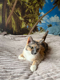 Кошечка ищет любящий дом