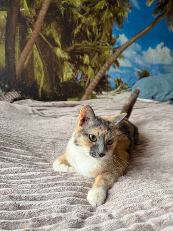 Кошки в Москве: Кошечка ищет любящий дом Девочка, Бесплатно - фото 1