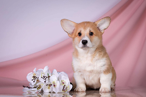 Продам щенка вельш корги пемброк