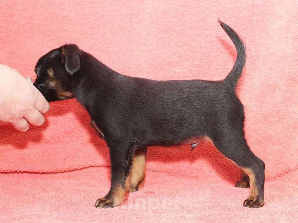 Собаки в Санкт-Петербурге: Шалунишка Мальчик, 80 000 руб. - фото 7