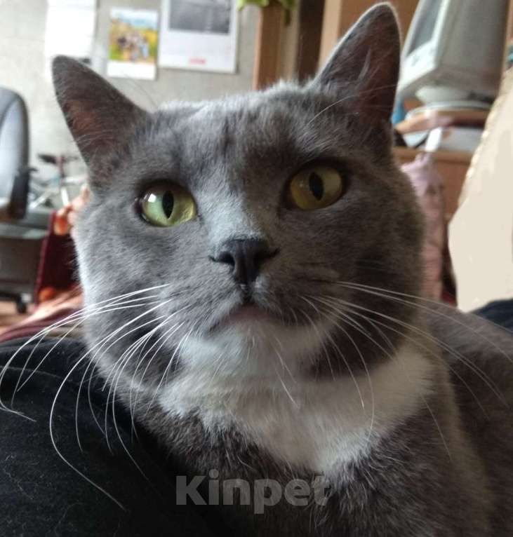 Кошки в Санкт-Петербурге: Пропал кот, Санткт-Петербург Мальчик, 3 000 руб. - фото 3