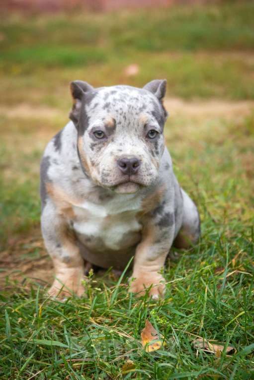 Собаки в других городах Московской области: Американский Булли парень покет Мальчик, 100 000 руб. - фото 5