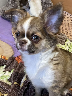 Куколка чихуахуа девочка