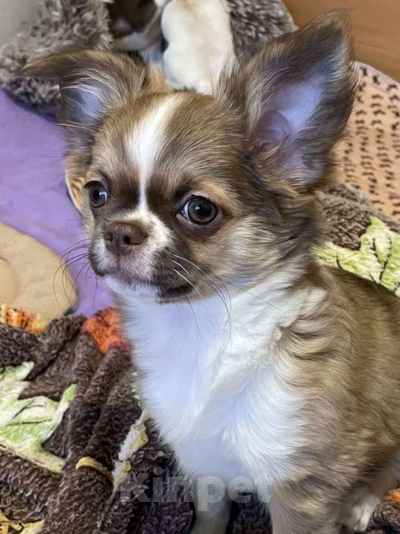 Собаки в Москве: Куколка чихуахуа девочка Девочка, 50 000 руб. - фото 1