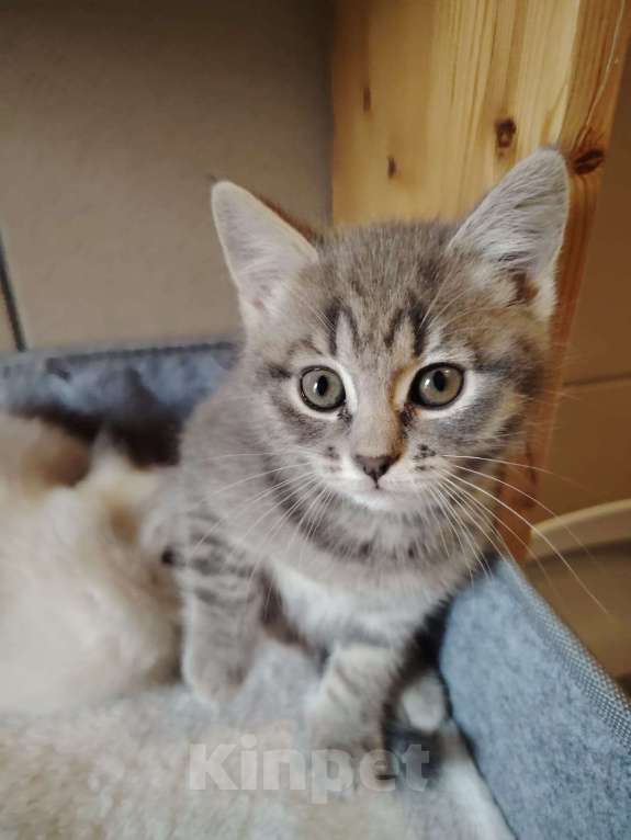 Кошки в Москве: Дымчатая красавица Девочка, Бесплатно - фото 3