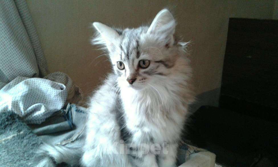 Кошки в Новокубанске: Котята, Бесплатно - фото 1