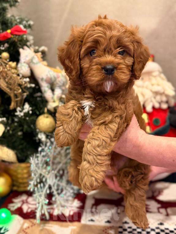 Собаки в Москве: Кавапу мальчик Мальчик, 85 000 руб. - фото 8