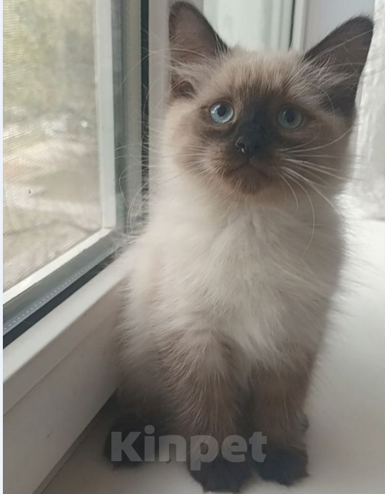 Кошки в Санкт-Петербурге: Невские маскарадные малыши Девочка, 20 000 руб. - фото 3