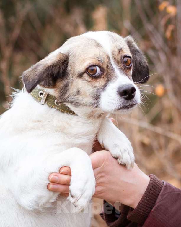 Собаки в Москве: Маленькая собачка в добрые руки Девочка, Бесплатно - фото 4