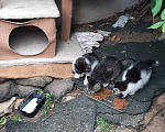 Кошки в Коломне: Пристраиваются котята Девочка, Бесплатно - фото 3