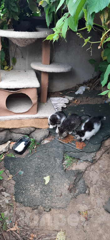 Кошки в Коломне: Пристраиваются котята Девочка, Бесплатно - фото 3