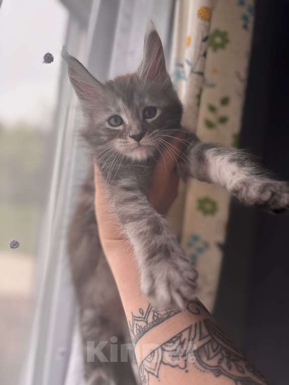 Кошки в других городах Московской области: Котенок мейн кун  Мальчик, 25 000 руб. - фото 2