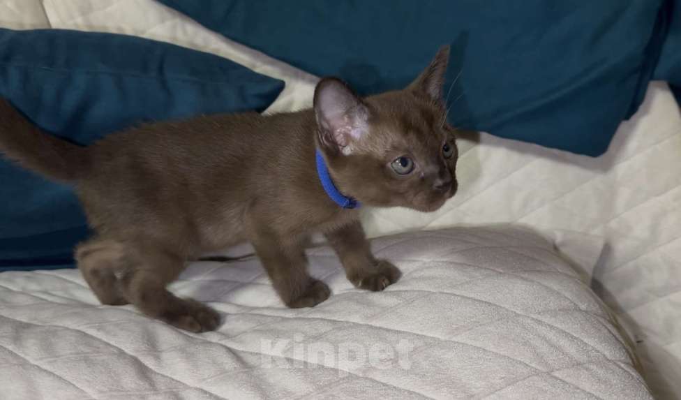 Кошки в Москве: Буми соболь Мальчик, 35 000 руб. - фото 9