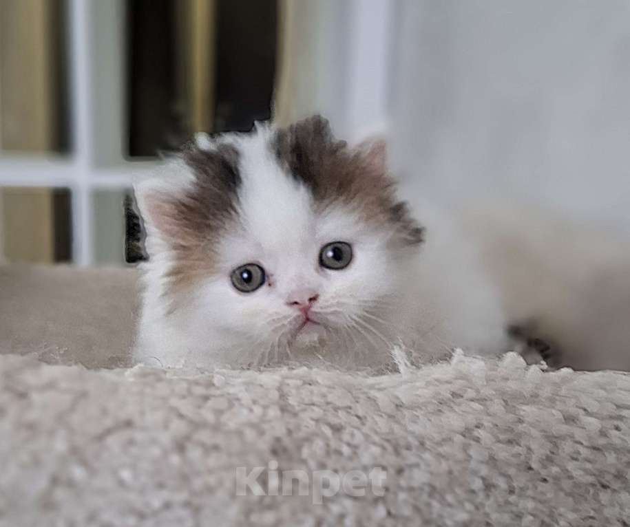 Кошки в Ярославле: Шотландский длинношерстный мальчик Мальчик, 30 000 руб. - фото 3