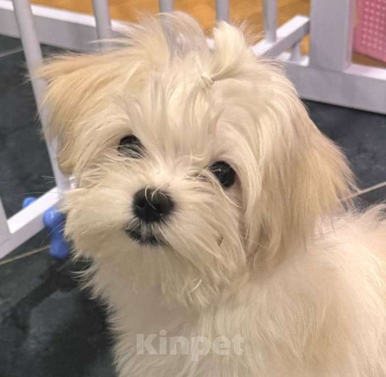 Собаки в Москве: мальтезе Девочка, Бесплатно - фото 1