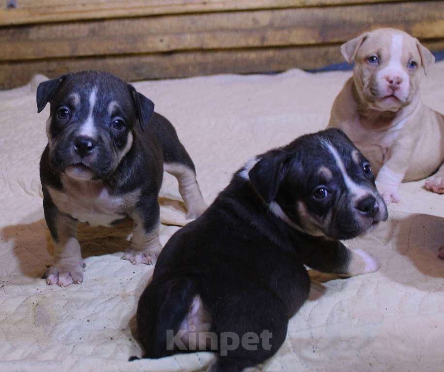 Собаки в Мурманске: Булли . Подрастают малыши. Разнополые, 70 000 руб. - фото 2