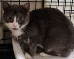 Кошки в Санкт-Петербурге: Дымка Северная Полярная Звездочка Девочка, Бесплатно - фото 2