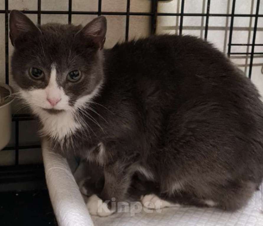 Кошки в Санкт-Петербурге: Дымка Северная Полярная Звездочка Девочка, Бесплатно - фото 2