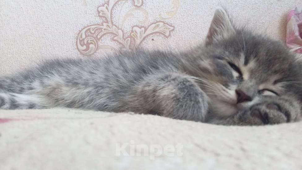 Кошки в Альметьевске: Пропал котенок Мальчик, Бесплатно - фото 1