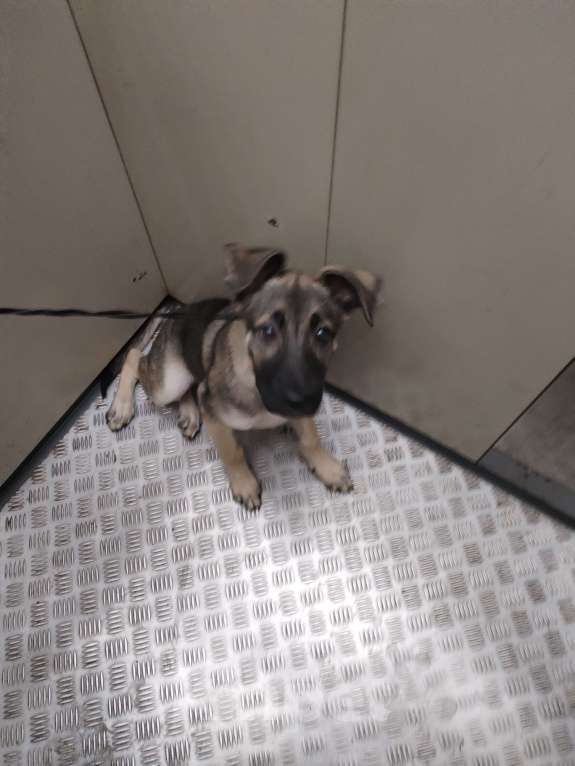 Собаки в других городах Московской области: Отдам щенка в добрые руки Мальчик, Бесплатно - фото 2