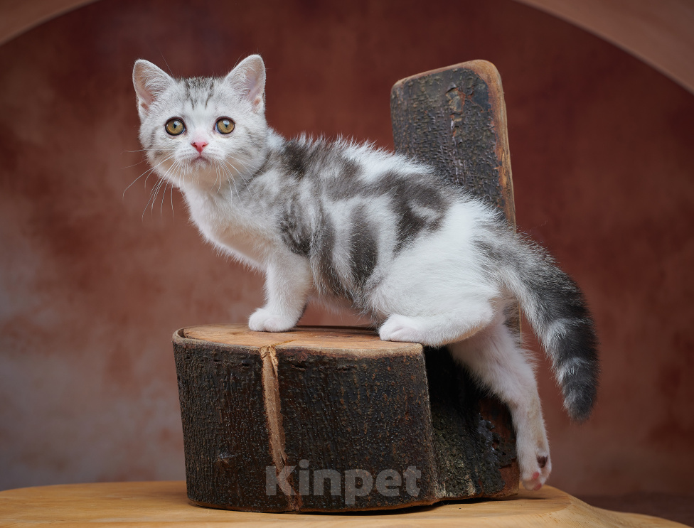 Кошки в Барнауле: Котик-страйт Василь💚 Мальчик, Бесплатно - фото 10